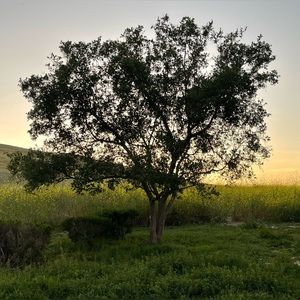 Meet your Posher, Nes